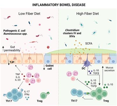 The interplay between the microbiota, diet and T regulatory cells in the preservation of the gut barrier in inflammatory bowel disease